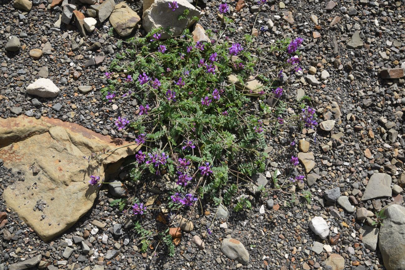 Изображение особи семейство Fabaceae.