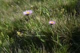 Erigeron caucasicus. Цветущее растение. Чечня, Шаройский р-н, окр. пер. Цумандинский, южный борт перевала, выс. ок. 2400 м н.у.м., луг. 24 июня 2024 г.