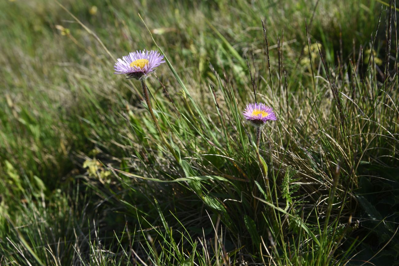 Изображение особи Erigeron caucasicus.