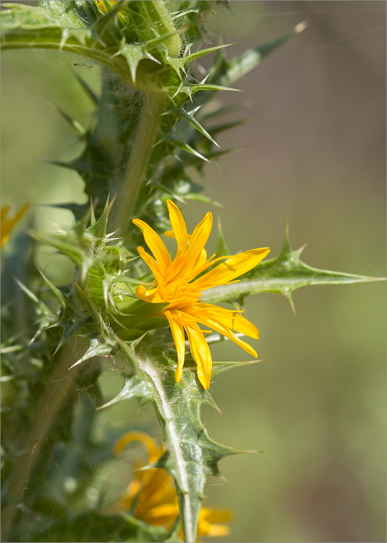 Изображение особи Scolymus hispanicus.