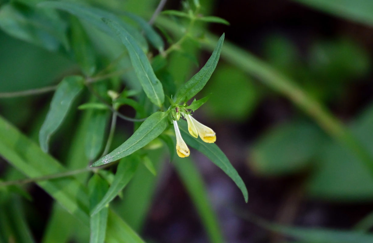 Изображение особи Melampyrum pratense.