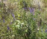 Veronica longifolia