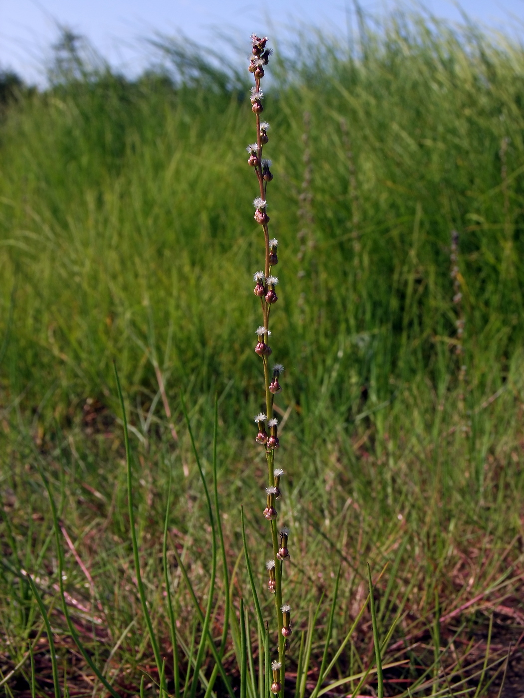 Image of Triglochin palustris specimen.