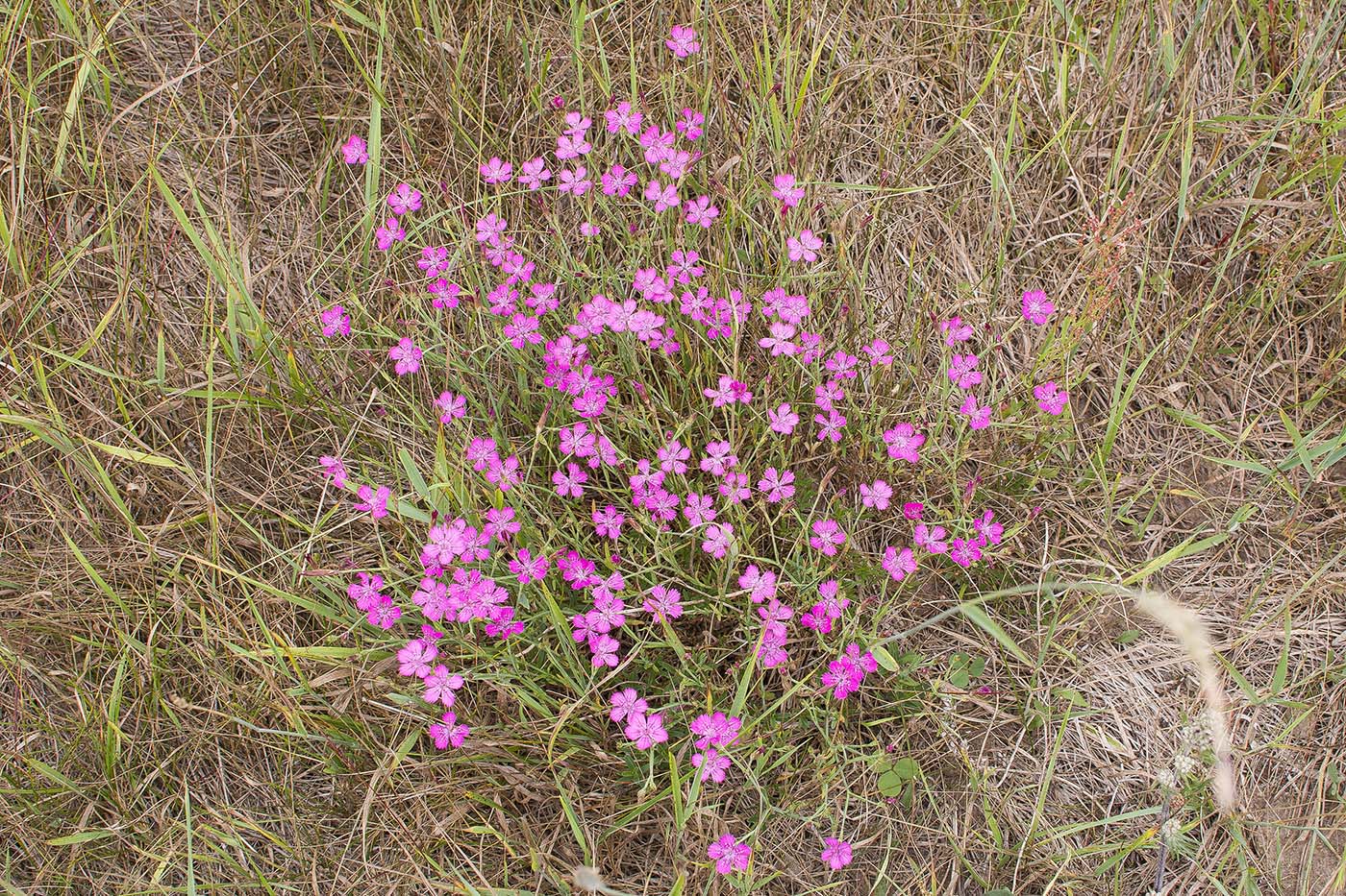 Image of Dianthus versicolor specimen.