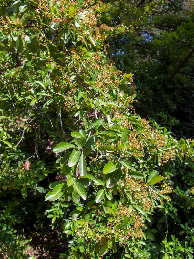 Image of genus Pyracantha specimen.