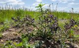 Nonea rossica. Доцветающее растение в сообществе с Euphorbia virgata. Челябинская обл., Верхнеуральское городское поселение, дол. р. Урляда, обочина автодороги 75К-006, каменистое местообитание. 27 мая 2024 г.