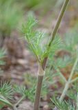 familia Apiaceae. Часть генеративного побега. Казахстан, Восточно-Казахстанская обл., Глубоковский р-н, окр. с. Кожохово, щебнистая степь. 04.05.2024.