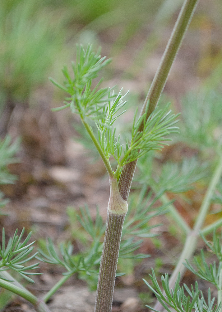 Image of familia Apiaceae specimen.