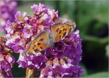 Bergenia crassifolia. Соцветие с питающейся бабочкой-нимфалидой (Nymphalis xanthomelas). Московская обл., Раменский р-н, окр. дер. Хрипань, садовый участок. 15.05.2022.