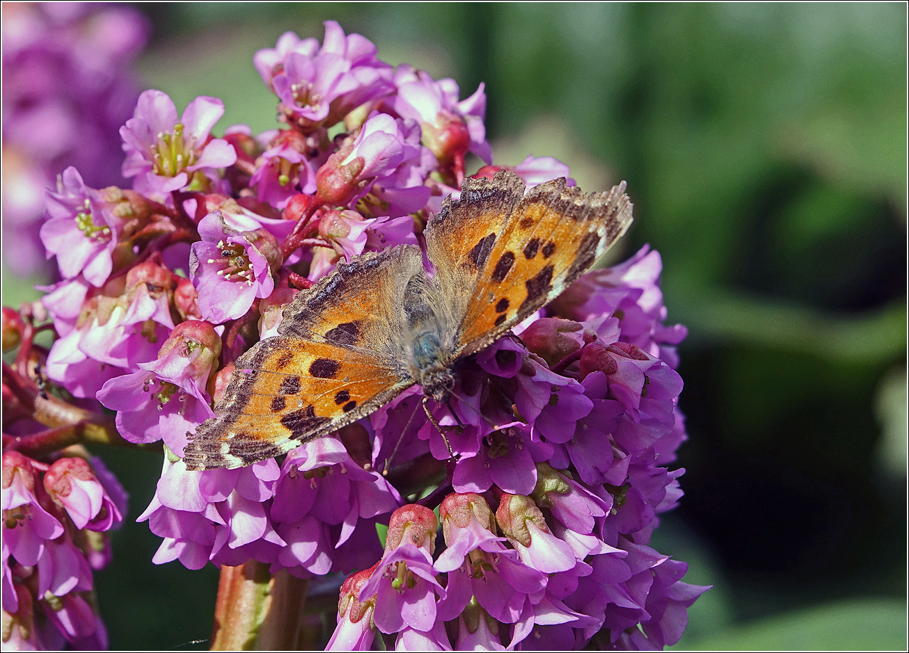 Image of Bergenia crassifolia specimen.