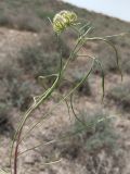 Koelpinia linearis