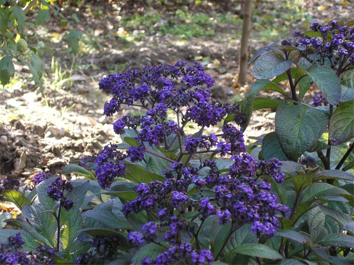 Image of Heliotropium arborescens specimen.