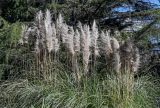 View full-size image Cortaderia selloana