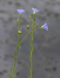 View full-size image Linum usitatissimum