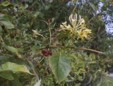 View full-size image Lonicera periclymenum