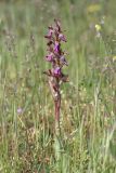 View full-size image Anacamptis collina subspecies fedtschenkoi