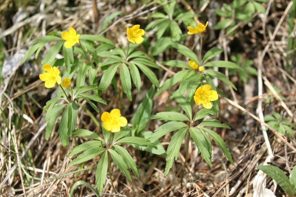 Image of Anemone jenisseensis specimen.