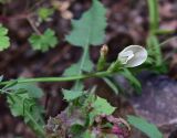 View full-size image Vicia grandiflora