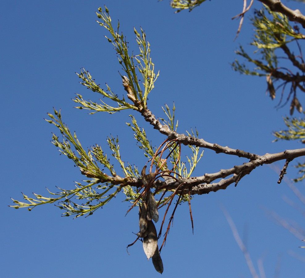 Image of genus Fraxinus specimen.