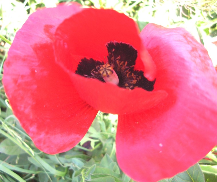 Image of Papaver macrostomum specimen.