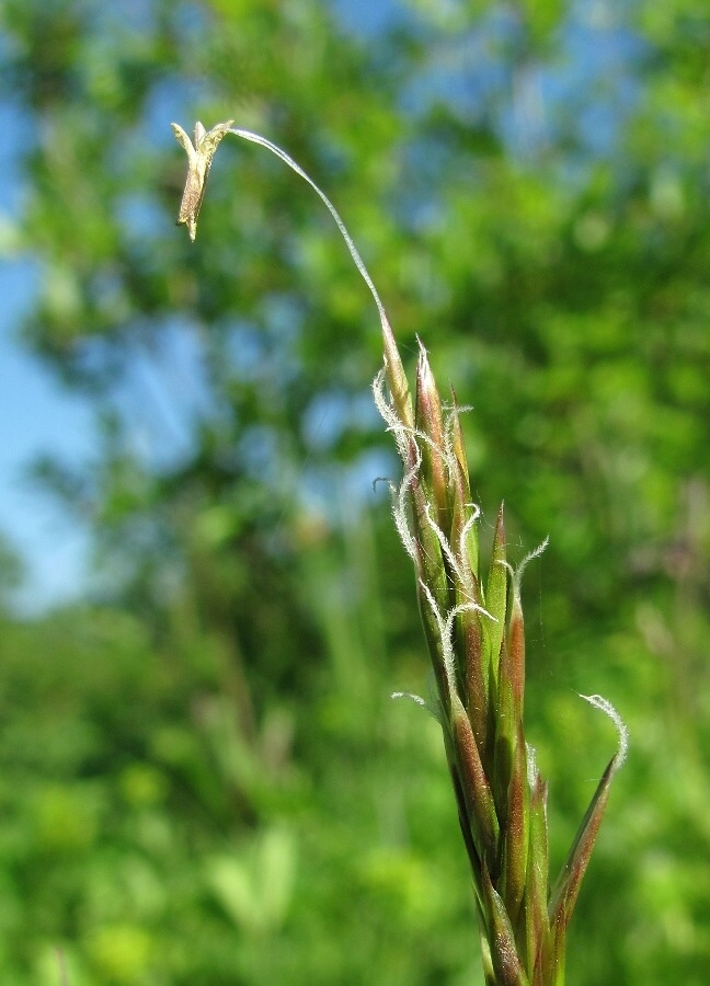 Изображение особи Anthoxanthum odoratum.