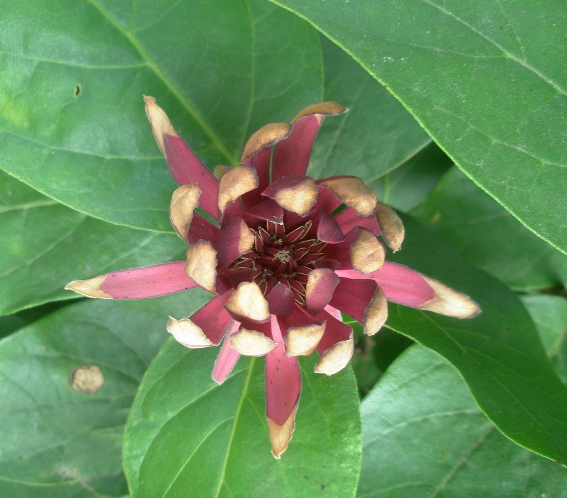 Image of genus Calycanthus specimen.