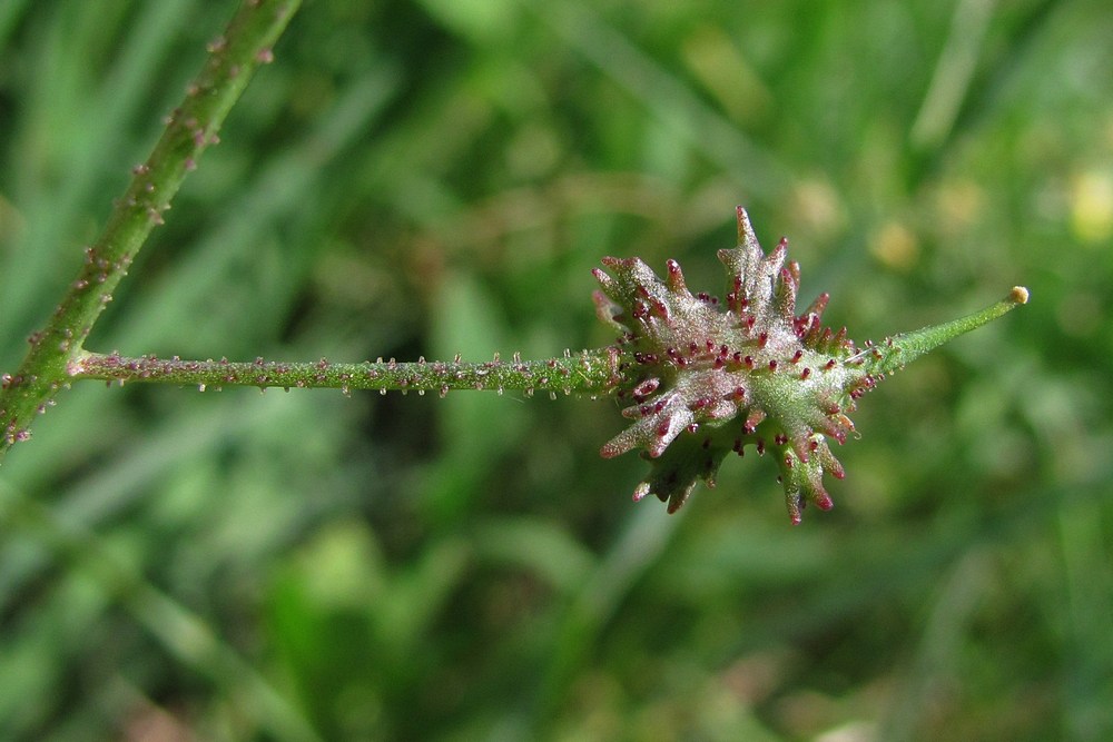 Image of Bunias erucago specimen.