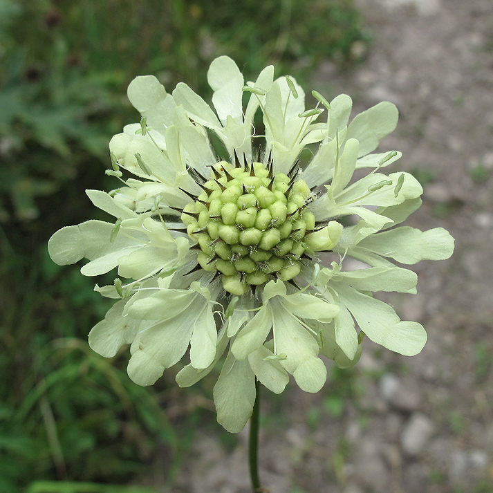 Image of Cephalaria gigantea specimen.