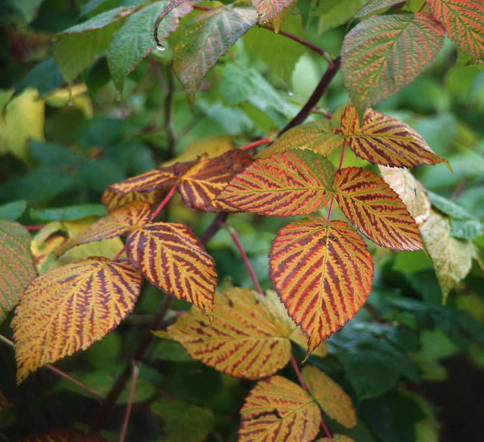 Изображение особи Rubus idaeus.