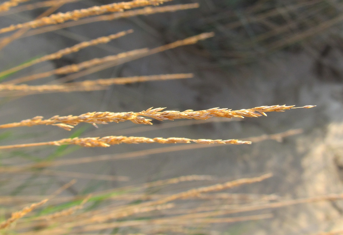 Image of genus Agrostis specimen.