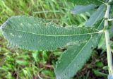 Salix dasyclados × S. aurita
