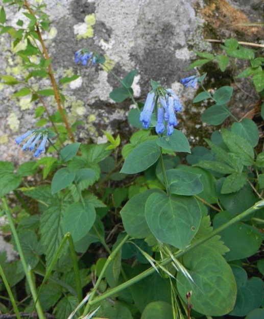 Image of Mertensia pallasii specimen.