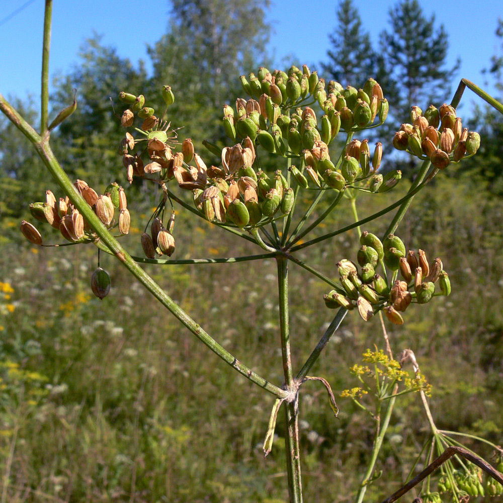 Изображение особи Pastinaca sylvestris.