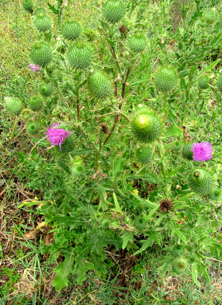 Image of Cirsium vulgare specimen.