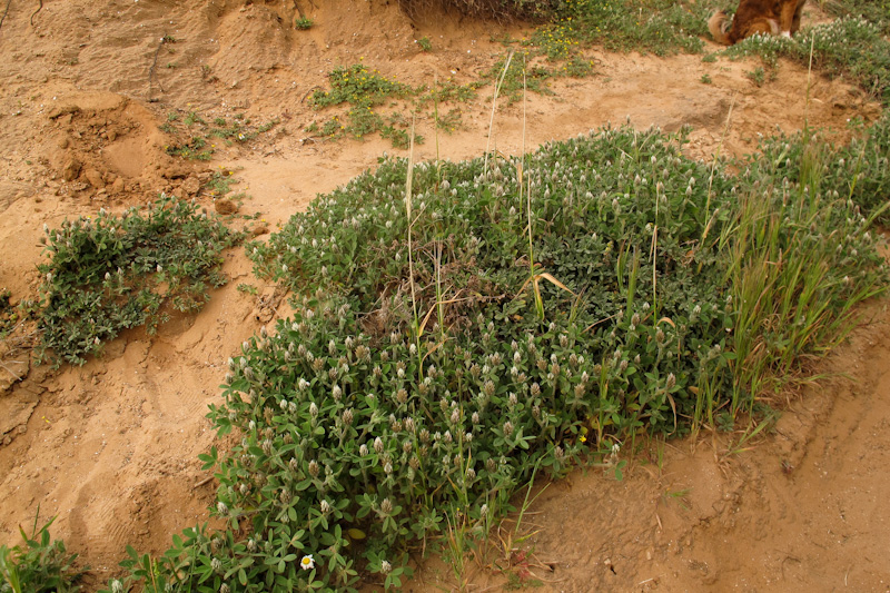 Изображение особи Trifolium palaestinum.