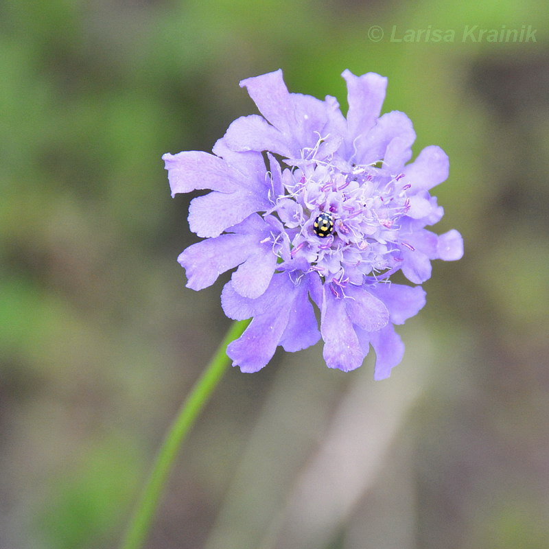 Image of Scabiosa lachnophylla specimen.