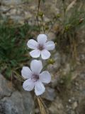 Linum tenuifolium