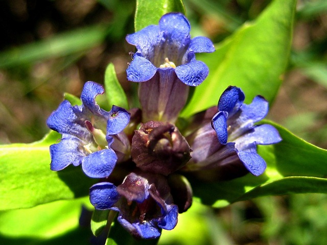 Image of Gentiana macrophylla specimen.