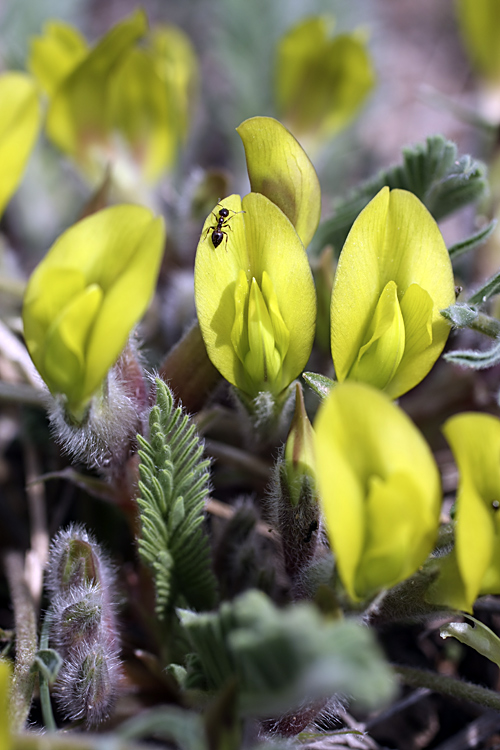 Изображение особи Astragalus atrovinosus.