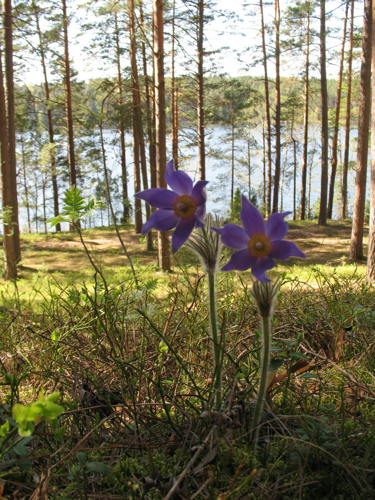 Image of Pulsatilla patens specimen.