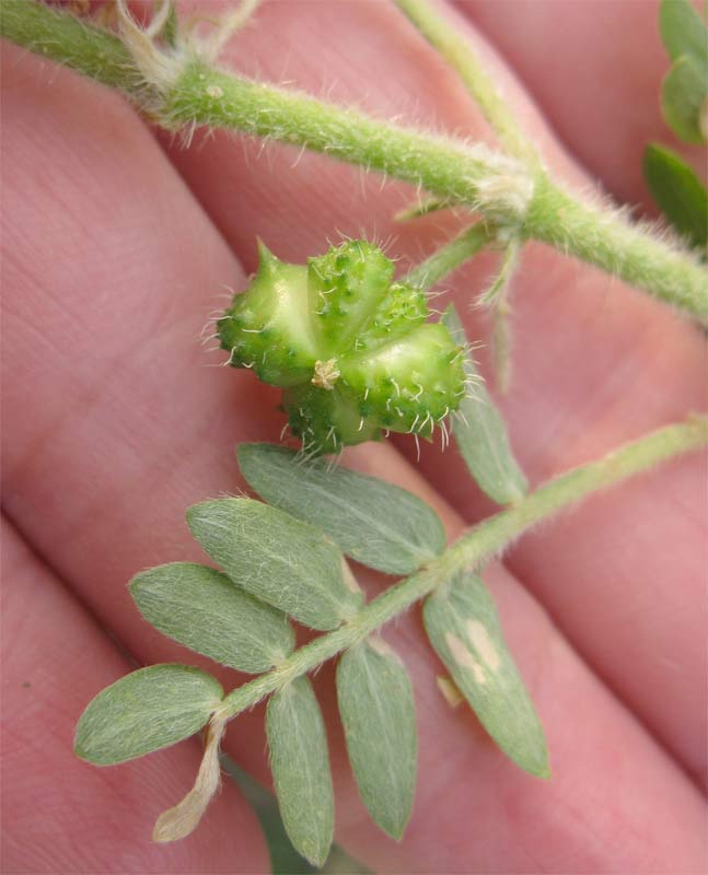 Image of Tribulus bimucronatus specimen.