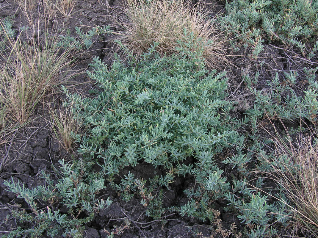 Image of Suaeda prostrata specimen.