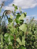 Populus nigra. Верхушка побега корневой поросли. Саратовская обл., окр. г. Энгельс, берег Волгоградского вдхр. 23 сентября 2012 г.