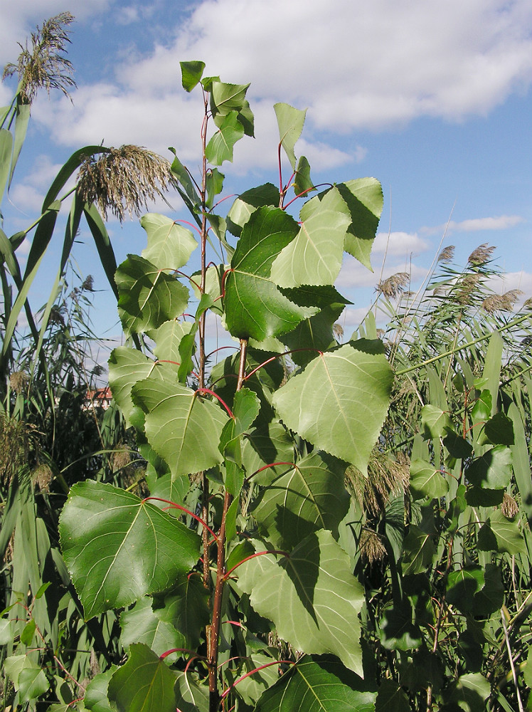 Изображение особи Populus nigra.