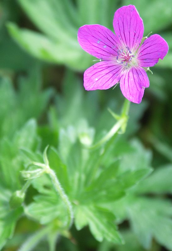 Image of Geranium palustre specimen.