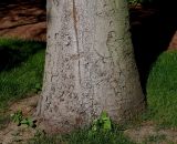 Abies pinsapo. Основание ствола старого дерева. Германия, г. Krefeld, ботанический сад. 16.09.2012.