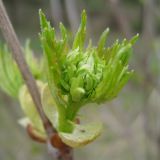 Viburnum opulus