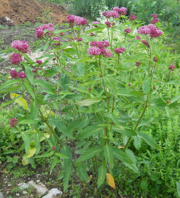 Изображение особи Asclepias incarnata.