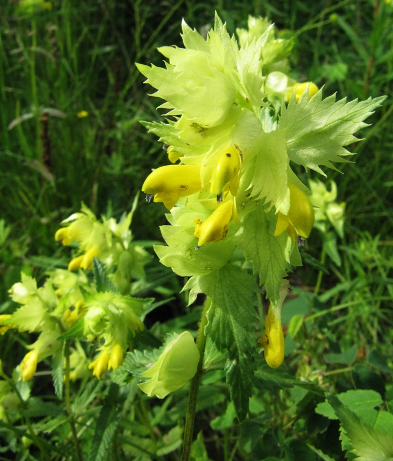 Image of Rhinanthus aestivalis specimen.