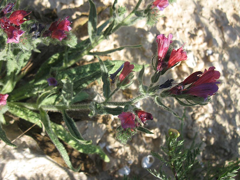 Image of Echium angustifolium specimen.